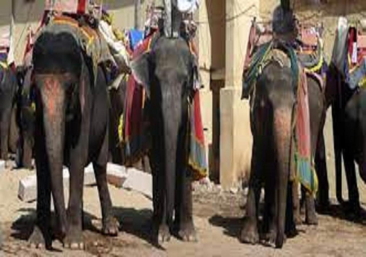 Mother Homestay Jaipur Eksteriør billede